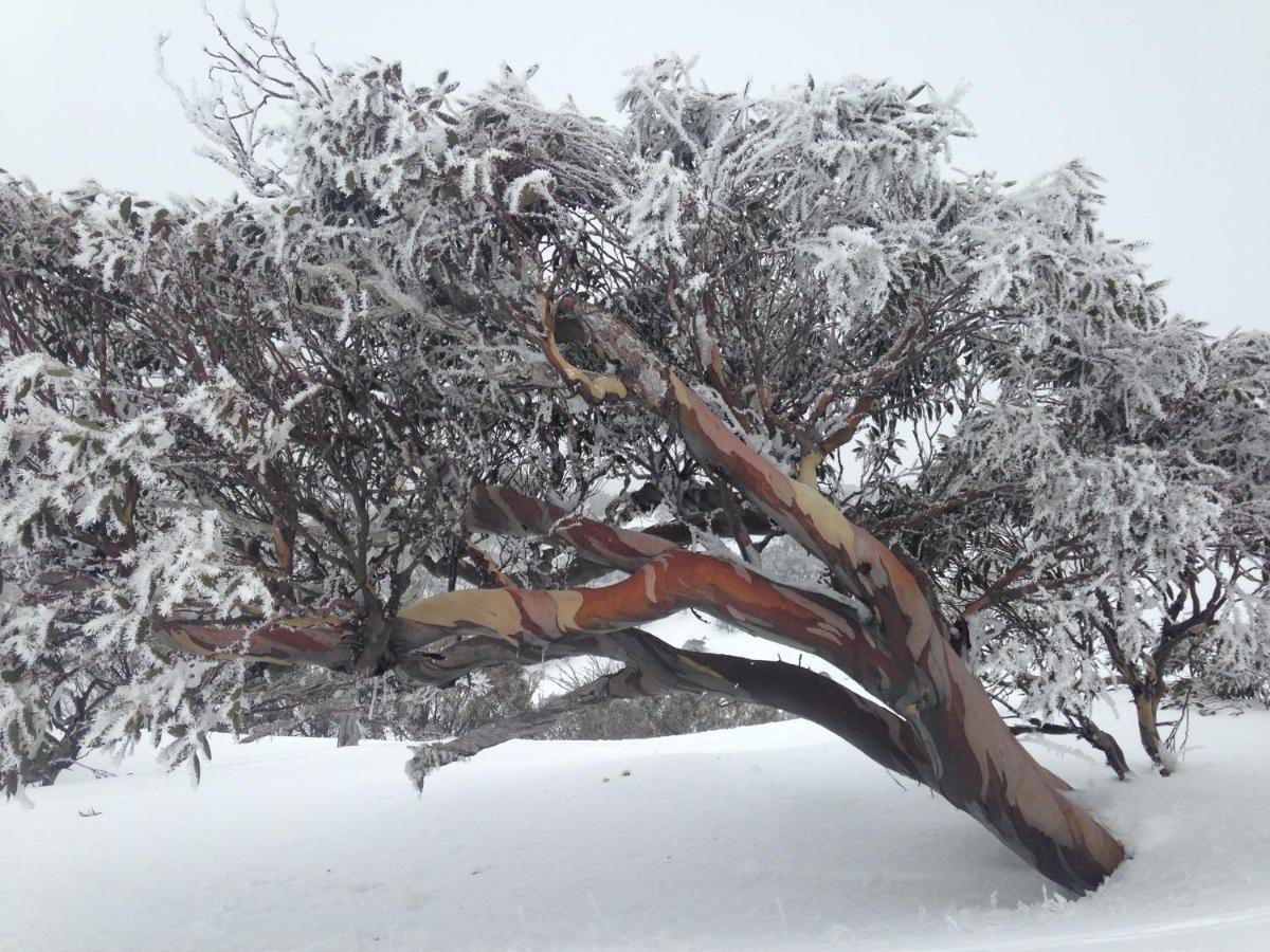 Swagman Chalet Perisher Valley Buitenkant foto